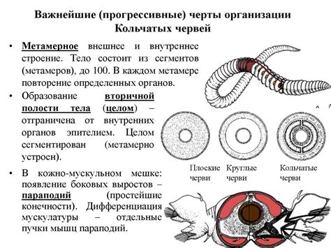 Роль вторичной полости тела в организме круглых червей