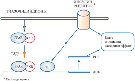 Роль главного действующего вещества