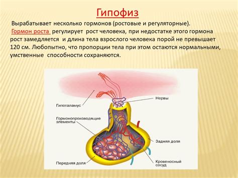 Роль гормонов в процессе ЭКО