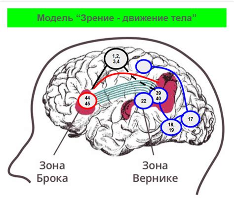 Роль зрения в движении головы