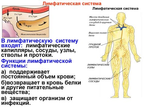 Роль и функции лимфатической системы