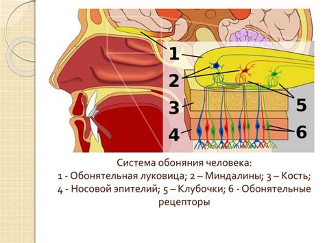 Роль капель в диагностике обоняния