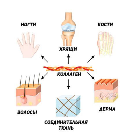 Роль коллагена в организме