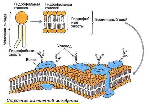 Роль мембраны в делении клеток