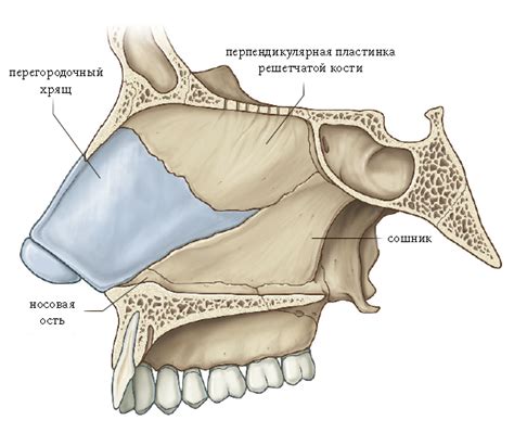 Роль носовой перегородки в функционировании носа