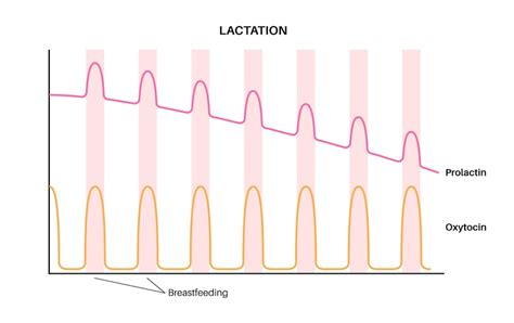 Роль пролактина в формировании молока и грудного кормления