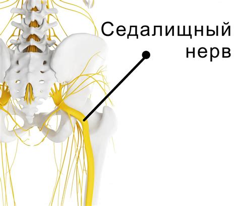 Роль седалищного нерва в организме