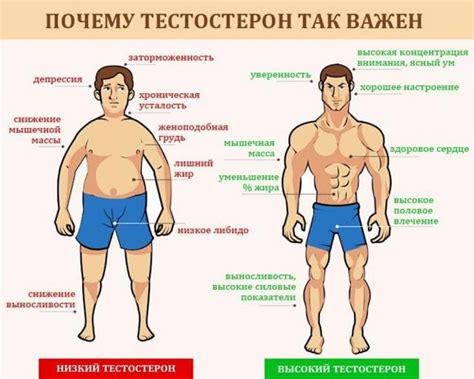 Роль тестостерона в процессе роста волос