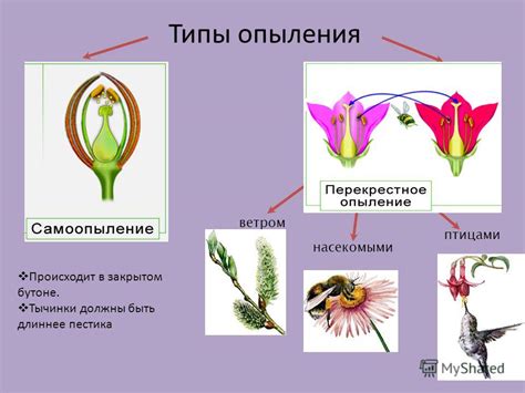 Роль тычинок в процессе опыления