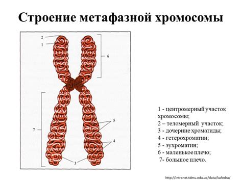 Роль хромосом в процессе размножения животных