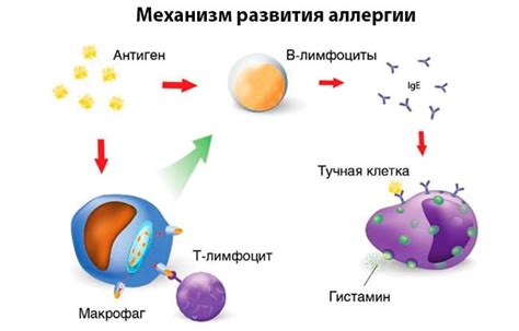 Роль шерсти в аллергических реакциях