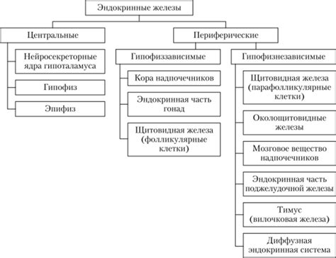 Роль эндокринной системы в работе организма