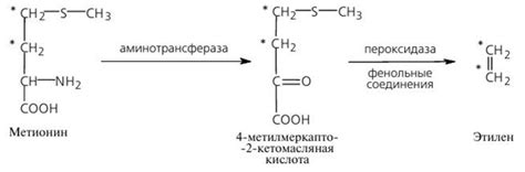 Роль этилена