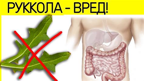 Руккола после цветения: влияние на организм и здоровье