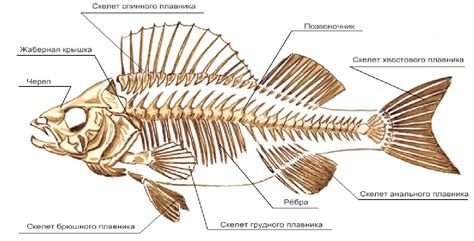 Рыбы и их образ жизни