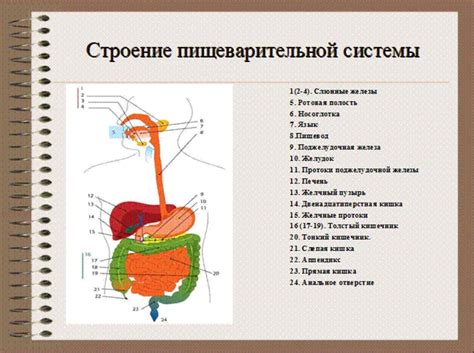 Сахар и функционирование органов