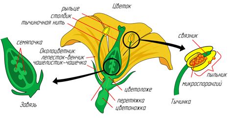 Сборка цветка и создание его формы