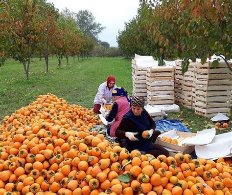 Сбор и сохранение урожая хурмы