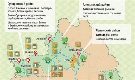 Сбор опят в Тульской области: время, правила, сезонность