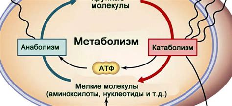 Свойства бекона и его влияние на похудение