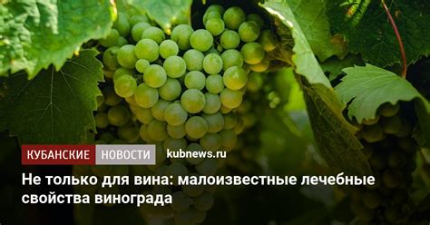 Свойства винограда, указывающие на готовность к сбору