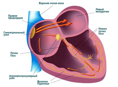 Связь между нервозностью и изменениями ритма сердца