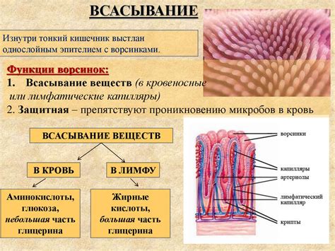 Связь между нервозностью и румянец в желудке