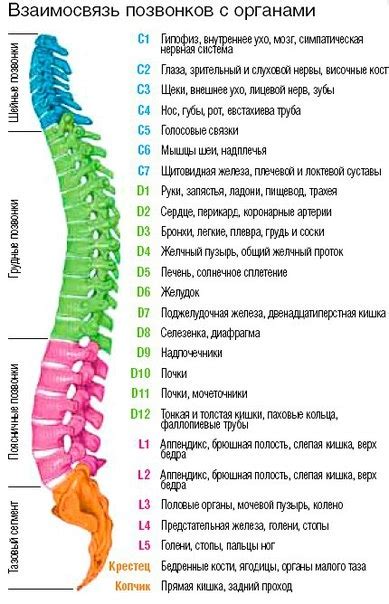 Связь между позвоночником и симптомами тошноты