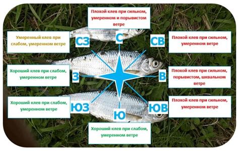 Сезонность ветра и клев рыбы