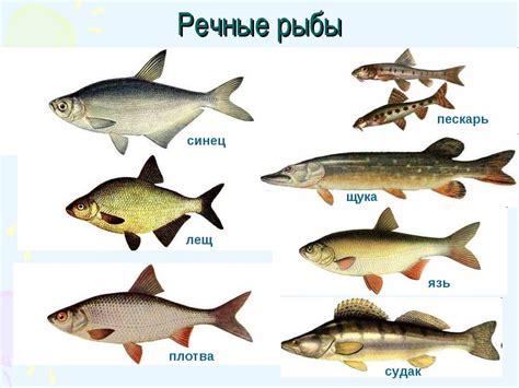 Сезонность и возможность употребления речной рыбы с черными точками