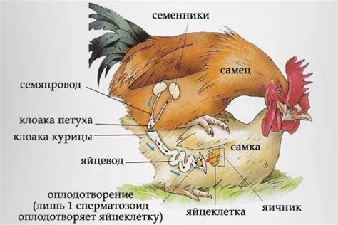 Сезонность спаривания у птиц