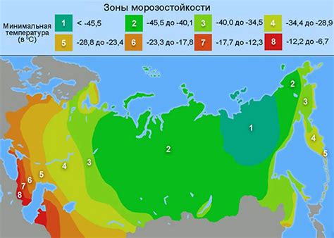 Сезон и климатические условия для посадки семян сосны