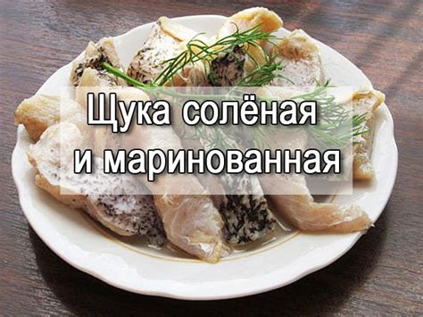 Секреты удачного соления щуки