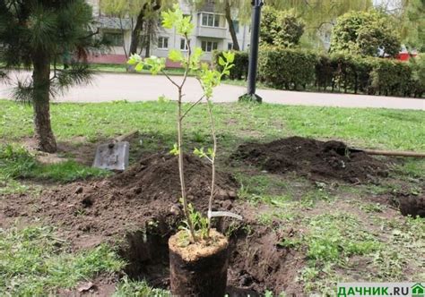 Секреты успеха при посадке сирени