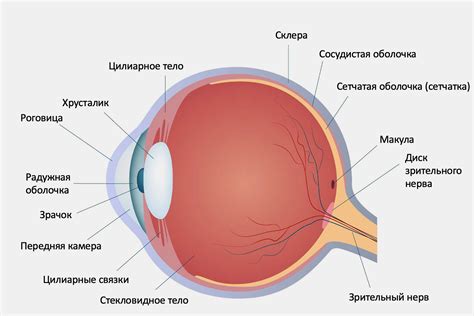 Секрет глазного блика