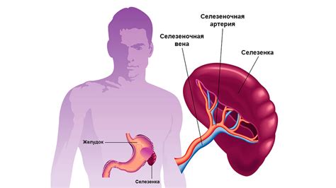 Селезенка у человека: важная или излишняя?