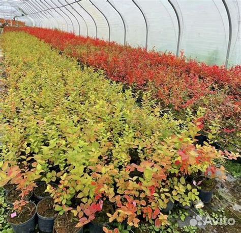 Селекционные сорта секвойи, приспособленные к холодным климатам