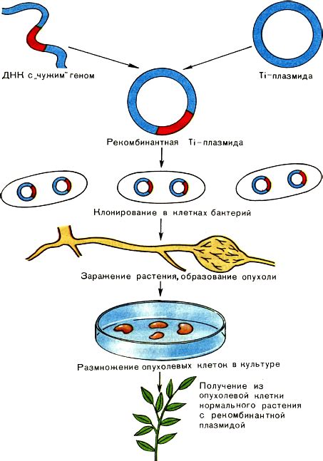 Селекция микроорганизмов: культура и генетика