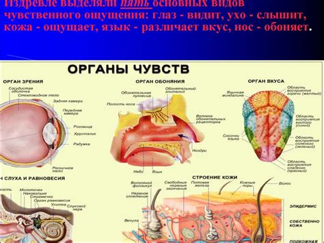 Сенсорные органы