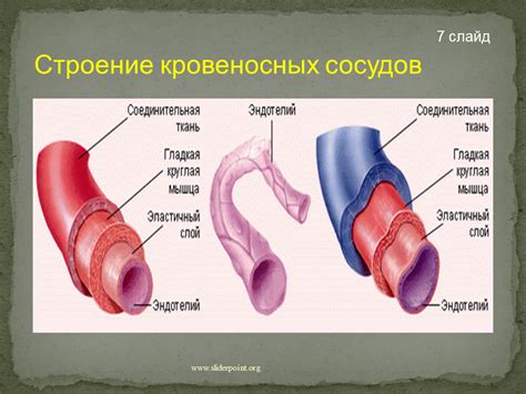 Сжатие кровеносных сосудов