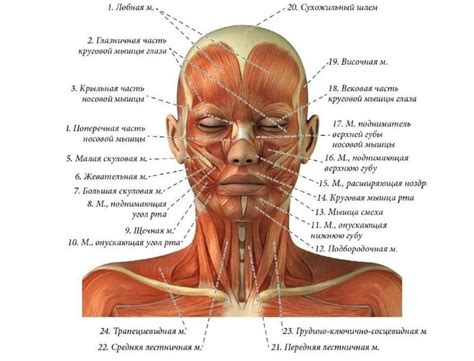 Силовые тренировки и их влияние на тонус мышц лица