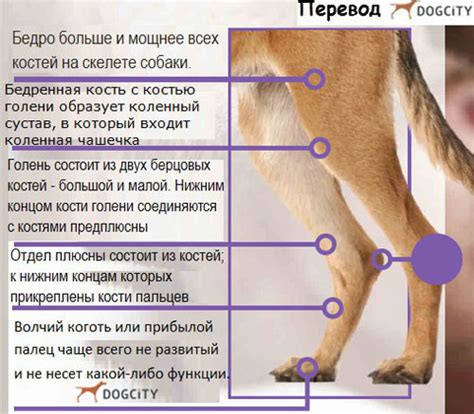 Симптомы боли у собаки при травме лапы