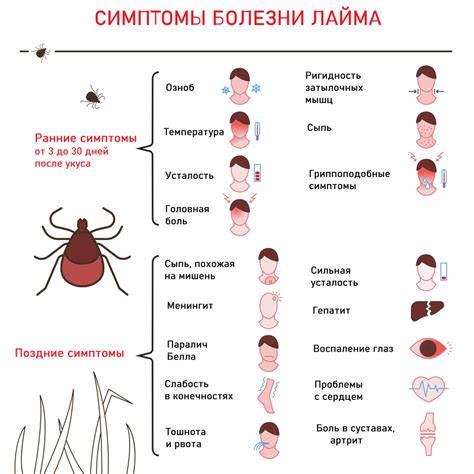 Симптомы и признаки клещевого покуса под кожей