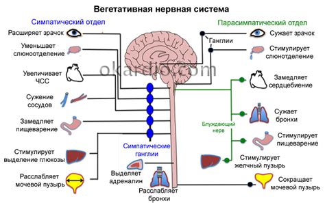 Симптомы и причины ВСД