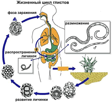 Симптомы наличия глистов, связанные с кровью