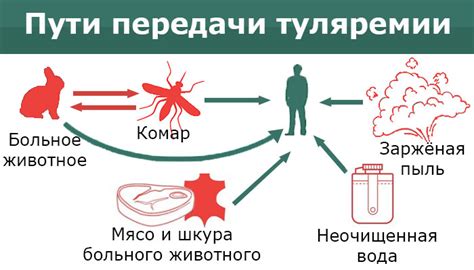 Симптомы туляремии: как узнать о заражении?