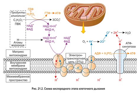 Синтез АТФ и клеточное дыхание