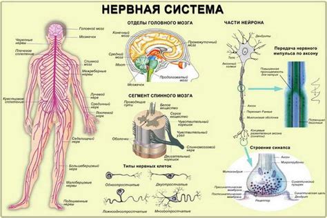 Система нервной связи