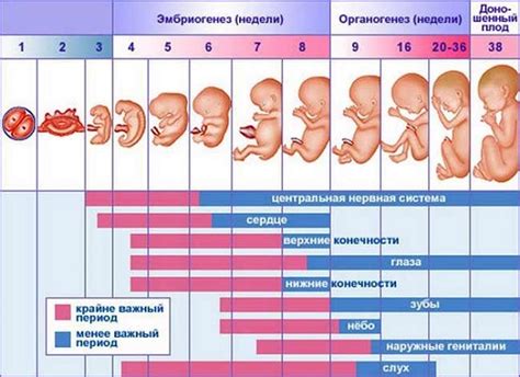 Системы и органы плода на 16 неделе