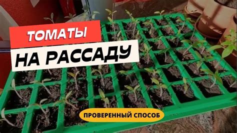 Сколько времени нужно проходить между выращиванием томатов и картофеля?